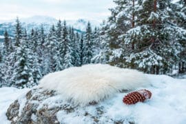 Islandsk saueskinn sitteunderlag 38x38 - hvit