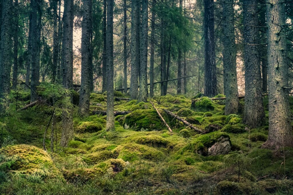 EcoFurn - laget av natur, for natur EcoFurn - laget av natur, for natur